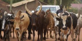 تكنولوجيا ثورية.. قياس أوزان البقر بالقمر الصناعي