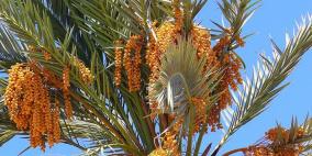 التمور وفوائدها الصحية للصائم خاصة