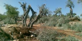 مستوطنون يقتلعون 700 شتلة من أراضي بلدة برقة