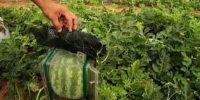 وكيل الزراعة: اعفاء المزارع من ضريبة الدخل سيزيد ارباحه من 10- 20%