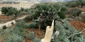 مستوطنون يقطعون أشجار زيتون جنوب نابلس