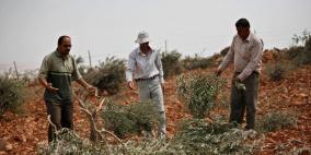 مستوطنون يدمرون 110 أشجار زيتون في حوارة