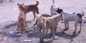 14 إصابة بداء الكلب خلال أسبوعين و 74 حالة في 2017