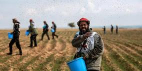 عودة زراعة القمح قرب حدود رفح الشرقية