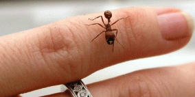  النّمل و التصدي لأكثر الالتهابات خطرا