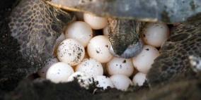 العثور على بيض سلحفاة شبه منقرضة