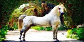 صور: سعره 10 ملايين دولار.. نفوق أجمل حصان في العالم
