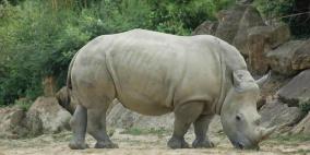 نفوق آخر  ذكر من وحيد القرن الأبيض الشمالي في العالم 