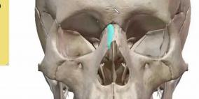 الإنسان مارس جراحة عظام الجمجمة على الحيوانات قبل 5 آلاف سنة