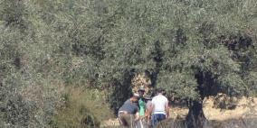 الاحتلال ومستوطنوه يقتلعون 300 شجرة كرمة في بتير غرب بيت لحم