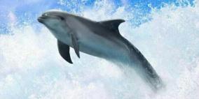 11 ألف دولار لمن يجد قاتل أنثى دلفين حامل