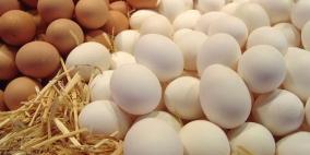 الزراعة: البيض غير مصاب ببكتيريا السالمونيلا