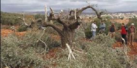 مستوطنون يقطعون عشرات أشجار الزيتون في عرابة