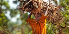 50 ألف طن من الخشب لشواء الأضاحي في النيجر