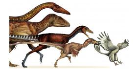 دراسة تكشف: هكذا تحولت الديناصورات إلى طيور !