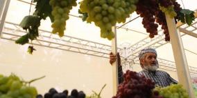 بالصور: افتتاح مهرجان العنب الفلسطيني في حلحول