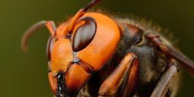 دبور ياباني يقتل ويقطع 20 نحلة في دقيقة