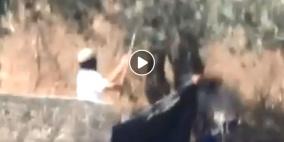 شاهد: مستوطنون يسرقون الزيتون في اراضي بورين قرب نابلس