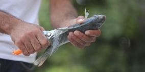 تربية الأسماك في نابلس