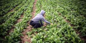 الزراعة الفلسطينية: واقع مُر وخطط ورقية وإسناد لا يصل
