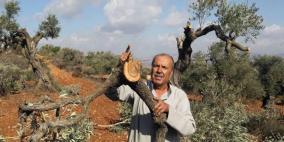 مستوطنون يَقطعون 30 شجرة زيتون في يطا 