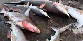 بالصور.. عشرات "أسماك القرش" في شباك صيادي غزة