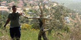 مستوطنون يقطعون عشرات أشجار الزيتون