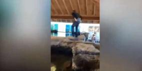 فيديو: تلميذ يتحدى زملاءه ويلقي بنفسه بين أسماك القرش