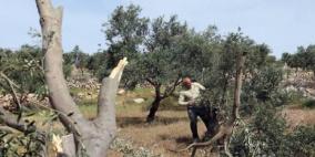 مستوطنون يقطعون عشرات أشجار الزيتون 
