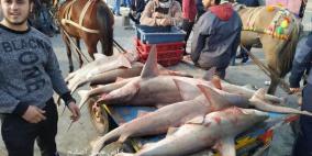عقب توسعة مساحة الصيد.. اسماك جديدة  تظهر في أسواق غزة