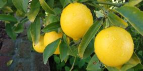 قلقيلية تصدر 255 طنا من الليمون إلى الأردن منذ بداية نيسان الجاري