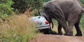 بالفيديو.. فيل هارب يقلب السيارات ويحدث فوضى عارمة