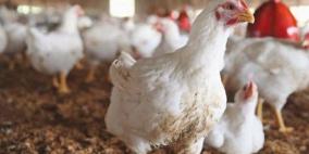 هل حددت وزارة الزراعة سعر الدجاج اللاحم؟