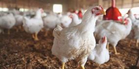 الزراعة بغزة تتخذ قرارا في ظل ارتفاع أسعار الدجاج