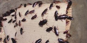 انتشار الحشرات يضاعف معاناة الأسرى في سجن النقب