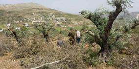 مستوطنو "عتساف" يقطعون 150 شجرة زيتون في رام الله