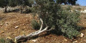 فيديو: الاحتلال يقتلع عشرات أشجار الزيتون غرب رام الله