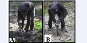 الشمبانزي الباحث عن الطعام.. سلوك يفسر تصرفات الإنسان القديم