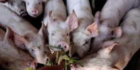 الصين ترد على الولايات المتحدة بوقف استيراد لحوم الخنزير الأمريكية