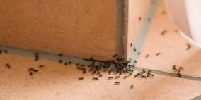 حيلة للتخلص من نمل البيت بشكل نهائي