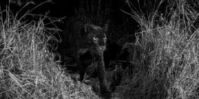 شاهد: لأول مرّة منذ قرن.. الكاميرات تصور النمر الأفريقي الأسود