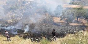 الحرائق تلتهم 50 شجرة زيتون في محافظة جنين
