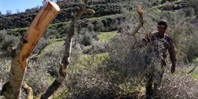 الاحتلال يقتلع أشجار زيتون ويردم بئرا لجمع المياه