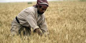 العراق بصدد تحقيق الاكتفاء الذاتي من القمح