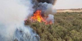 حريق يلتهم 150 شجرة زيتون غرب جنين