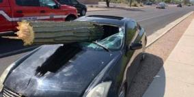 نجا بأعجوبة.. شجرة صبار تخترق سيارة مسرعة