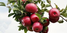 دراسة تكشف عن السر وراء مساهمة التفاح في الحفاظ على الصحة
