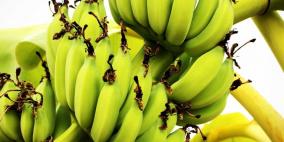 خطر يهدد وجود الموز في العالم