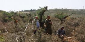 مستوطنون يقطعون نحو 60 شجرة زيتون في الساوية جنوب نابلس