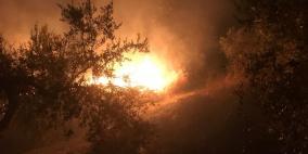 مستوطنون يضرمون النار بأشجار زيتون في سبسطية 